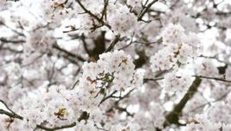 How To Grow Stella Cherry Trees Growing Cherry Trees Flowering Cherry Tree White Blossom Tree