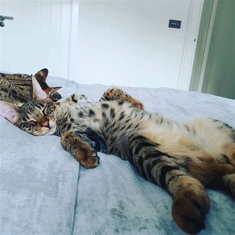 9 Fascinating Facts About Savannah Cats Catastic