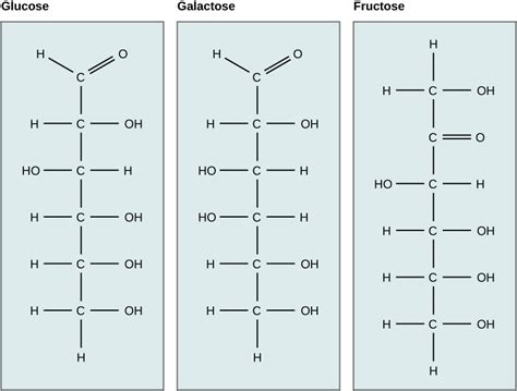 23 Biological Molecules Concepts Of Biology H5p