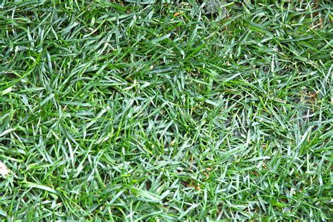 Guide To Common Grass Types In Pittsburgh Pa