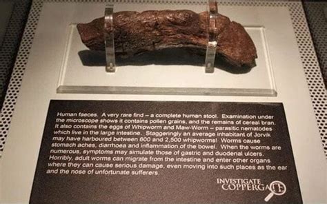 Largest Human Poo On Record Shows Viking Who Passed It Was Riddled