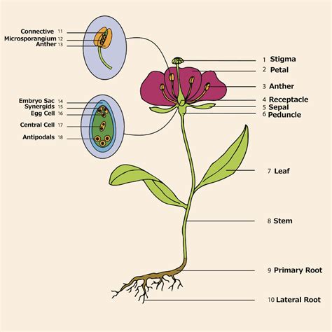 Sepals, petals, stamens (the male parts of a flower) and either carpels or a pistil (the female parts of the flower). Parts of a Flower | Flower Anatomy | Petal Talk