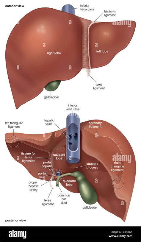 Liver Posterior Surface