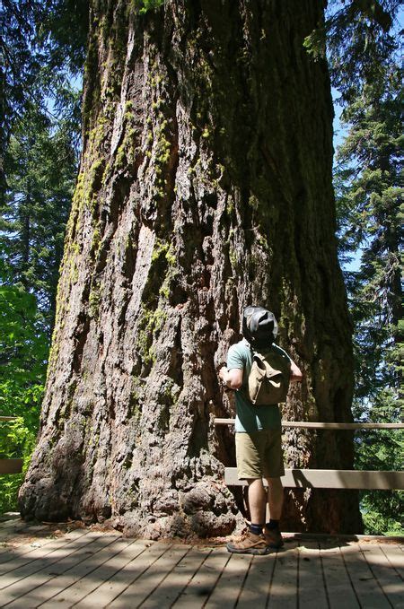Hike The Old Growth Trails Above The Oregon Caves For A Quiet National