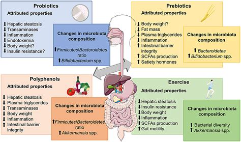 Frontiers Intestinal Microbiota Modulation In Obesity Related Non