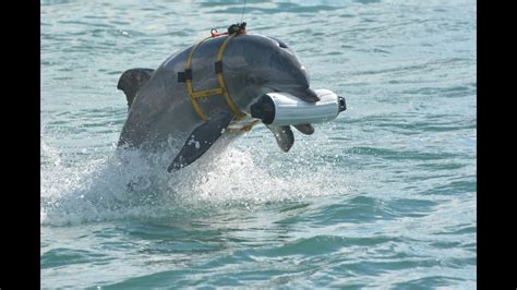 Navy Dolphin Gitmo Rally San Diego Youtube