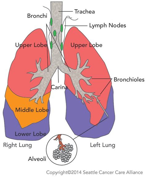 Sections Of The Lungs Seattle Cancer Care Alliance