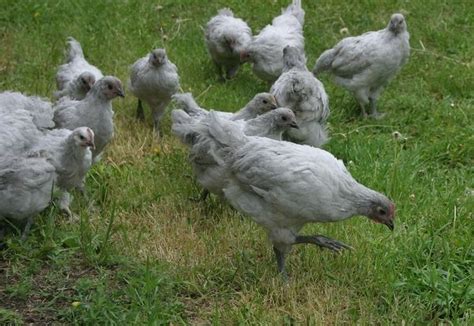 About 14 weeks old, just started crowing. Lavender Orpington project .... | Projects, Chickens, Lavender
