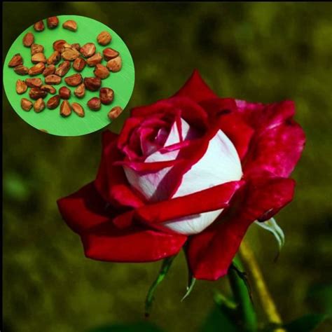 20pcs Graines De Fleurs Rares Rose Rouge Jardin Achat Vente Graine