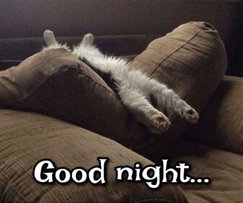 Pin By Marlana Fury On Memes ~ Good Morning Good Night Etc Cat Tshirts Funny Cat Memes