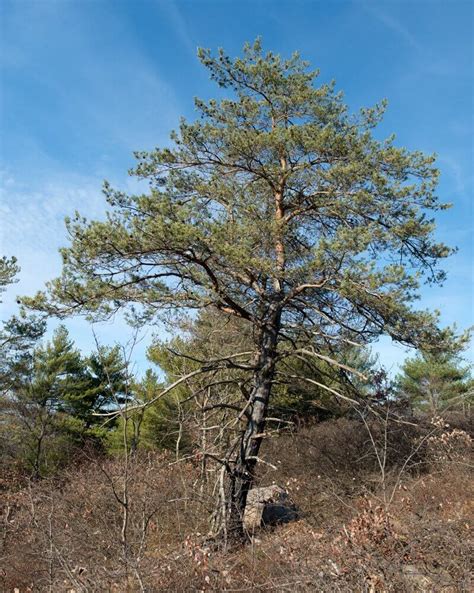 Species Spotlight Red Pine Edge Of The Woods Native Plant Nursery Llc