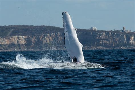 Whale Watching In Sydney A Locals Guide To The Epic Wildlife