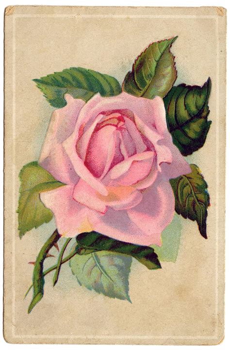 Vintage Image Really Lovely Pink Rose Card The Graphics Fairy