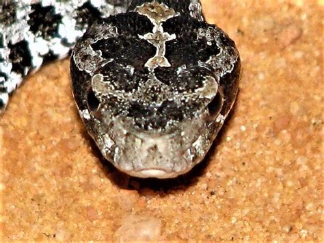 Tiny Dusky Pygmy Rattlesnake So Alive Flickr
