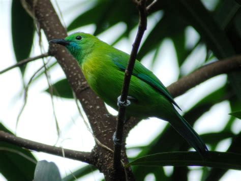 The Online Zoo Blue Winged Leafbird