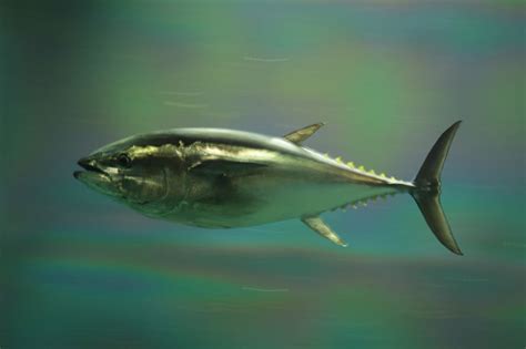 Israeli Team To Save Bluefin Tuna From Extinction ...