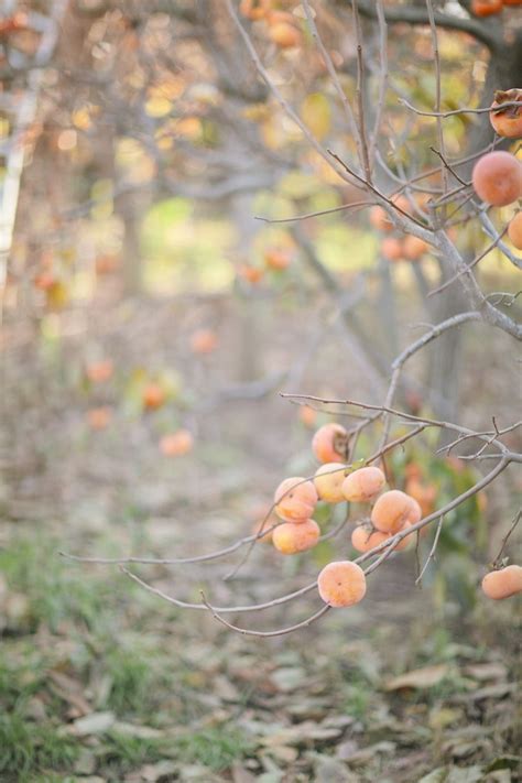 Allowing astringent persimmons to fully ripened and become soft on the tree is ideal. How to Plant and Grow Persimmon, Growing Persimmons From ...