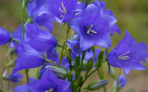 Bellflower Plant Tips On How To Grow Campanula Garden Lovers Club