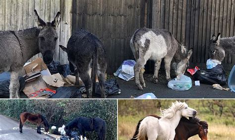 New Forest Ponies And Donkeys Gorge On Rubbish Dumped In The Street
