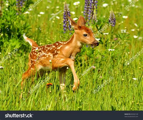 Whitetailed Deer Fawn Field Flowers Stock Photo 80282149 Shutterstock