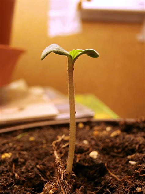 Cycle travel can also be a cheap form of transportation. Cannabis Seedling Life cycle