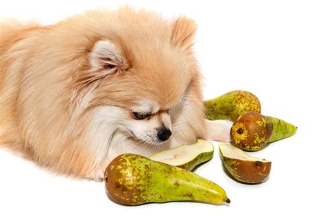 What Fruit Can Pomeranians Eat