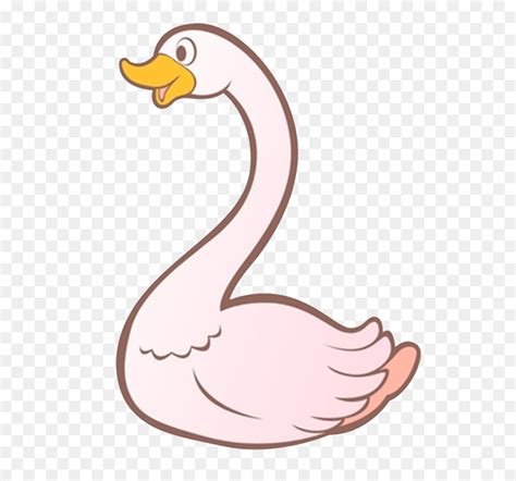 Angsa Tundra Swan Swan Angsa Gambar Png