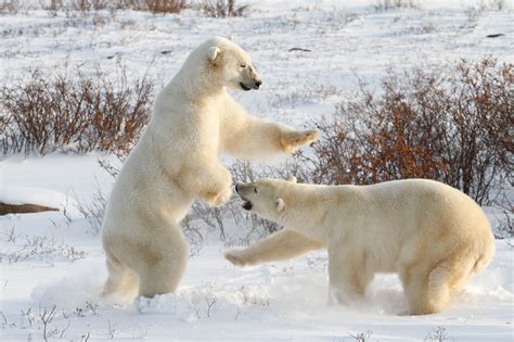 International Polar Bear Day 2015 Frontiers North Adventures