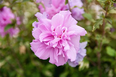 How To Grow And Care For Rose Of Sharon