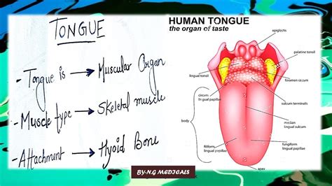 Anatomy Of The Tongue And Physiology Of The Tastewith Easy Notes