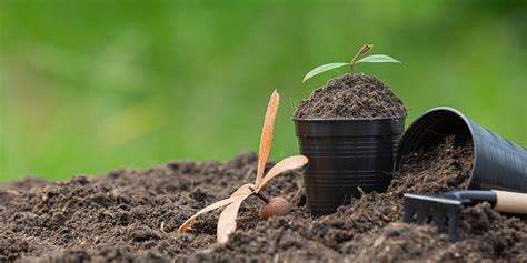 How To Prepare Your Soil For Tree Planting Best Practices