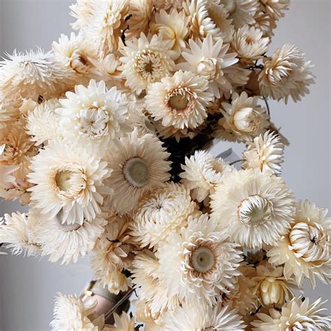 These Vanilla Colored Dried Strawflowers Are Beautiful For Any Season