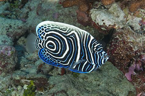 Juvenile Emperor Angelfish Archives Living Oceans Foundationliving