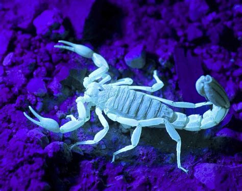 They have eight legs, and are easily recognized by a pair of grasping pincers and a narrow, segmented tail. Symbolic Meaning of Scorpion and Scorpion Totem on Whats ...