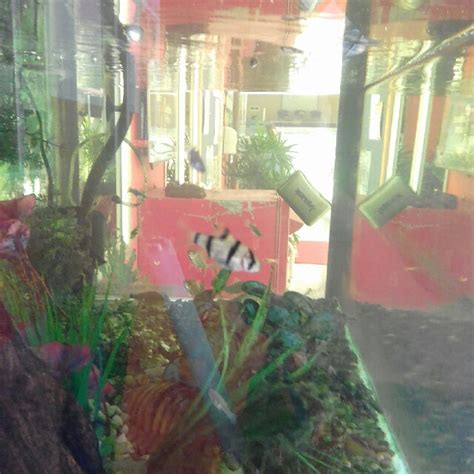 Ikan Hiasan Tiger Barb Ori Sungai Perak Community On Carousell