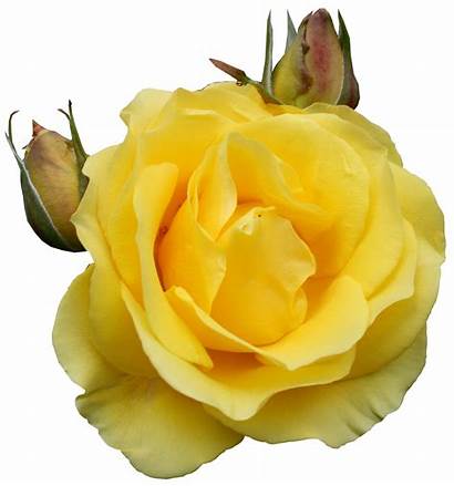 Yellow Rose Clipart Roses Rosa Tube Transparent