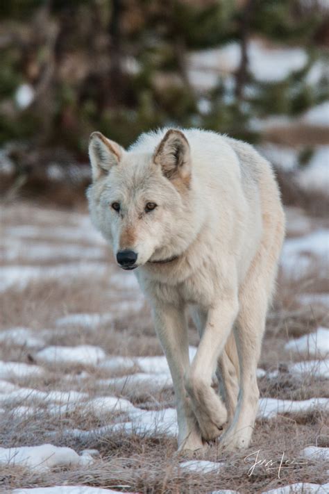 White Wolf Of The Hayden Pack Yellowstone Wyoming Jess Lee
