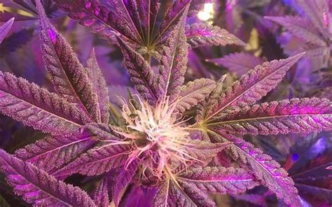 Tips For Growing Blueberry Kush Cannabis Leafly
