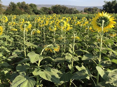 Sunflower Field In Winter Stock Image Image Of Inflorescence 208576849