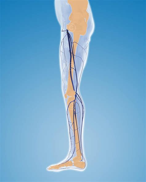 Veins Human Leg Medicalgraphics