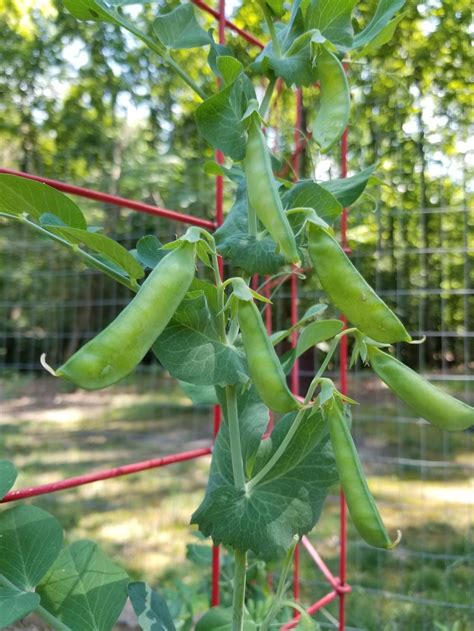 Peas Plant Care And Collection Of Varieties