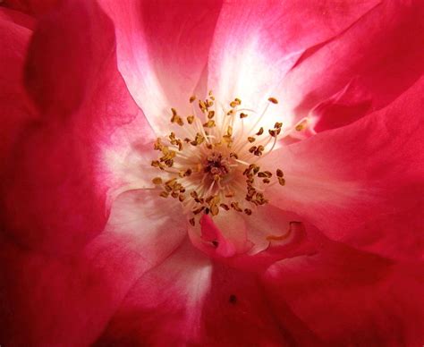 Winter Rose Photograph By Joyce Woodhouse