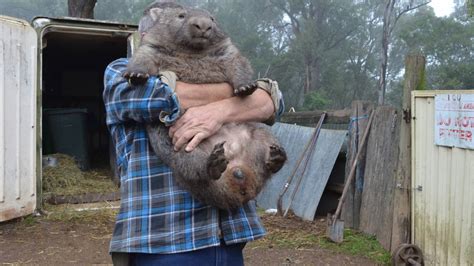 Inside Cedar Creek Wombat Rescue Sanctuary The Standard Warrnambool