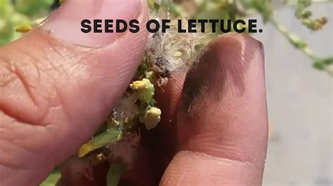 How To Collect Lettuce Nasturtium And Alyssum Seeds Easily Youtube