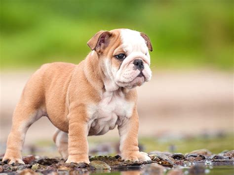 English Bulldog Wallpapers Wallpaper Cave