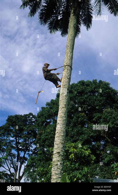 Man Climbing Palm Tree To Pick Fruit For Oil Production Batete South