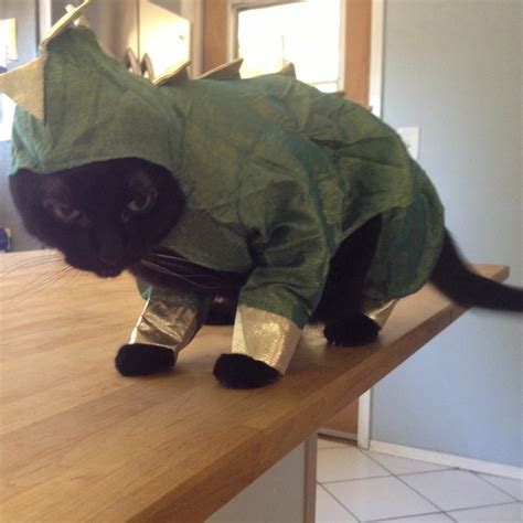 Halloween Inspiration Costume Ideas From My Sisters Cat Catster
