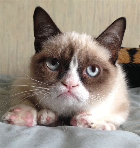 Meet Tard The Grumpy Cat 10 Pics Video Amazing Creatures