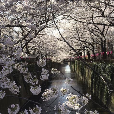 Cherry Blossoms Nakameguro Cherry Blossom Blossom Japan