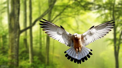 Wild Bald Eagle K Hd Birds K Wallpapers Images Back Vrogue Co